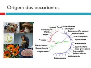 Origem dos eucariontes
 
