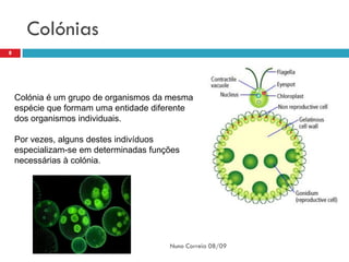 Colónias
8




    Colónia é um grupo de organismos da mesma
    espécie que formam uma entidade diferente
    dos organismos individuais.

    Por vezes, alguns destes indivíduos
    especializam-se em determinadas funções
    necessárias à colónia.




                                        Nuno Correia 08/09
 