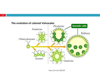 9




    Nuno Correia 08/09
 