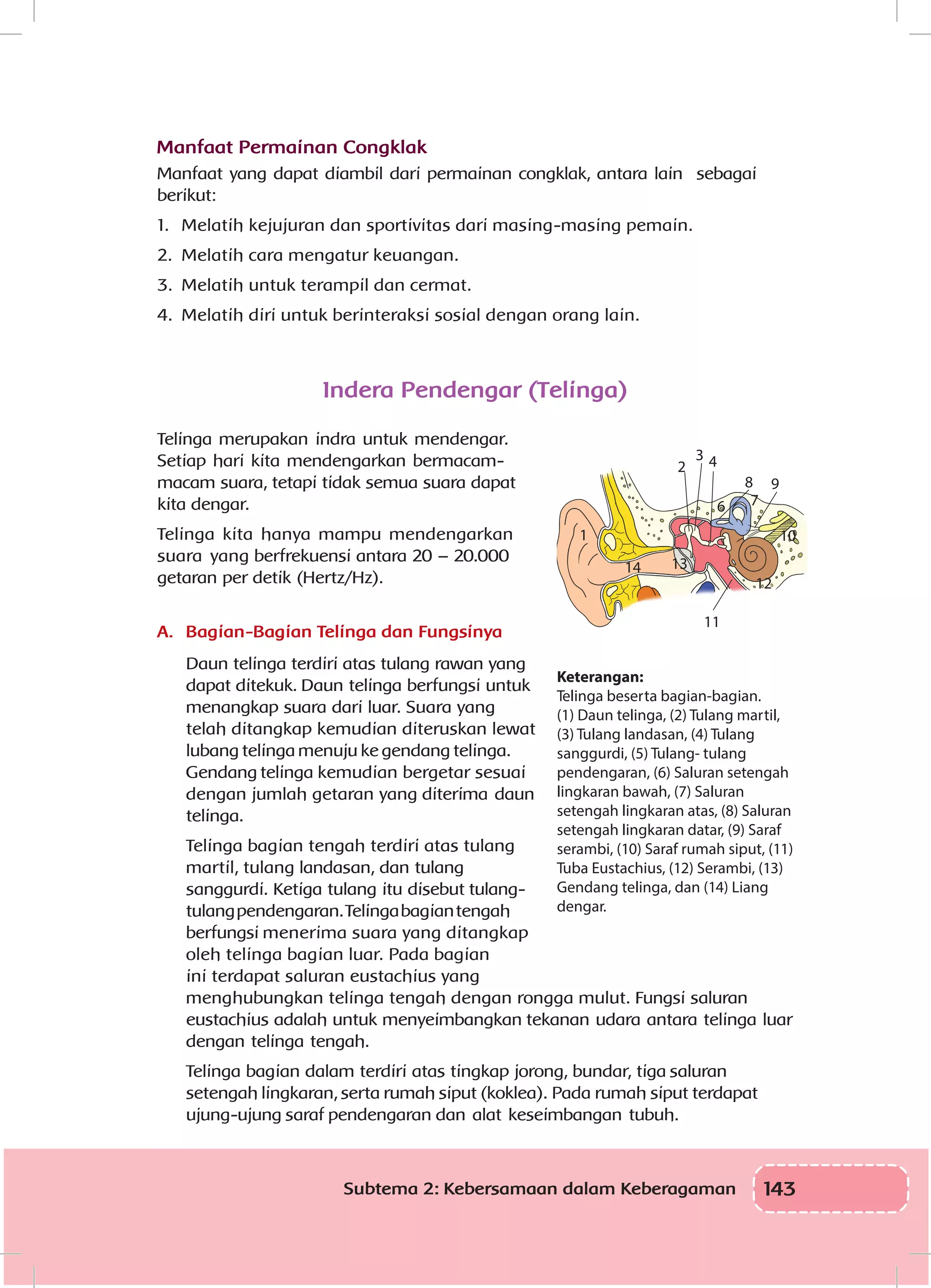 143Subtema 2: Kebersamaan dalam Keberagaman
Manfaat Permainan Congklak
Manfaat yang dapat diambil dari permainan congklak, antara lain sebagai
berikut:
1.	 Melatih kejujuran dan sportivitas dari masing-masing pemain.
2.	 Melatih cara mengatur keuangan.
3.	 Melatih untuk terampil dan cermat.
4.	 Melatih diri untuk berinteraksi sosial dengan orang lain.
Indera Pendengar (Telinga)
Telinga merupakan indra untuk mendengar.
Setiap hari kita mendengarkan bermacam-
macam suara, tetapi tidak semua suara dapat
kita dengar.
Telinga kita hanya mampu mendengarkan
suara yang berfrekuensi antara 20 – 20.000
getaran per detik (Hertz/Hz).
A.	 Bagian-Bagian Telinga dan Fungsinya
Daun telinga terdiri atas tulang rawan yang
dapat ditekuk. Daun telinga berfungsi untuk
menangkap suara dari luar. Suara yang
telah ditangkap kemudian diteruskan lewat
lubang telinga menuju ke gendang telinga.
Gendang telinga kemudian bergetar sesuai
dengan jumlah getaran yang diterima daun
telinga.
Telinga bagian tengah terdiri atas tulang
martil, tulang landasan, dan tulang
sanggurdi. Ketiga tulang itu disebut tulang-
tulangpendengaran.Telingabagiantengah
berfungsi menerima suara yang ditangkap
oleh telinga bagian luar. Pada bagian
ini terdapat saluran eustachius yang
menghubungkan telinga tengah dengan rongga mulut. Fungsi saluran
eustachius adalah untuk menyeimbangkan tekanan udara antara telinga luar
dengan telinga tengah.
Telinga bagian dalam terdiri atas tingkap jorong, bundar, tiga saluran
setengah lingkaran, serta rumah siput (koklea). Pada rumah siput terdapat
ujung-ujung saraf pendengaran dan alat keseimbangan tubuh.
1
4
6 7
9
10
13
12
14
11
8
3
2
Keterangan:
Telinga beserta bagian-bagian.
(1) Daun telinga, (2) Tulang martil,
(3) Tulang landasan, (4) Tulang
sanggurdi, (5) Tulang- tulang
pendengaran, (6) Saluran setengah
lingkaran bawah, (7) Saluran
setengah lingkaran atas, (8) Saluran
setengah lingkaran datar, (9) Saraf
serambi, (10) Saraf rumah siput, (11)
Tuba Eustachius, (12) Serambi, (13)
Gendang telinga, dan (14) Liang
dengar.
 