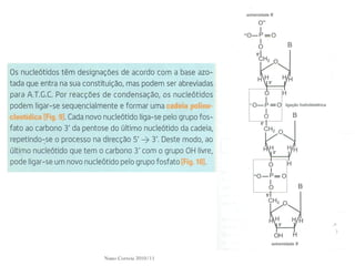 Nuno Correia 2010/11
 
