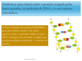 Estabeleça uma relação entre a posição ocupada pelas
bases azotadas, na molécula de DNA, e o seu carácter
hidrofóbico.


As bases azotadas têm natureza hidrofóbica,
pelo que tendem a isolar-se de meios
aquosos, como o conteúdo celular em que o
DNA se integra. Por esta razão, ocupam uma
posição protegida na molécula – o interior da
mesma.




                     Nuno Correia 2010/11
 