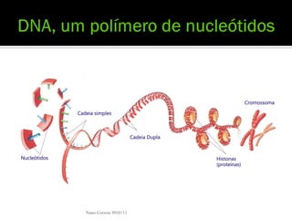 Nuno Correia 2010/11
 