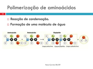 Polimerização de aminoácidos
18


        Reacção de condensação.
        Formação de uma molécula de água




                             Nuno Correia 08/09
 