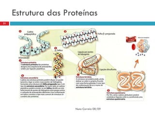 Estrutura das Proteínas
21




                      Nuno Correia 08/09
 