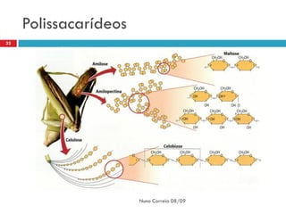 Polissacarídeos
33




                       Nuno Correia 08/09
 