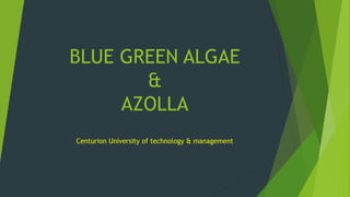 BLUE GREEN ALGAE
&
AZOLLA
Centurion University of technology & management
 