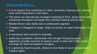 Characteristics…
 It is an aquatic fern consisting of a short, branched, floating stem, bearing
roots which hang down in the water.
 The leaves are alternatively arranged consisting of thick, aerial dorsal lobe
containing chlorophyll and larger thin colorless floating ventral lobe.
 Reddish-brown color Azolla due to anthocyanin pigment.
 Triangular or Polygonal in shape, floats on surface of water individually or in
mass.
 It reproduces both sexually & asexually.
 Azolla has a symbiotic relationship with nitrogen fixing blue green
algae(fern provides nutrients & protect cavity in each leaf to BGA in the
exchange for fixed atmospheric nitrogen).
 It is generally found in ponds, ditches & rice fields of warm temperature &
tropical region.
 