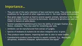 Importance…
1. They are one of the early colonizers of bare and barren areas. They provide suitable
conditions for the growth of other organisms even in the most hostile environment.
2. Blue green algae function as food to several aquatic animals. Spirulina is the richest
source of protein mainly consume by Astronauts. Anabaena & spirulina are used as
fodder & manure at some places.
3. Several cyanobacteria(heterocyst's) have the ability of nitrogen fixation. E.g.,
Nostoc, Anabaena. They also used for reclaiming usar soils.
4. Antibiotic can be manufactured from extract of Lyngbia.
5. Species of Anabaena & Aulosira do not allow mosquito larva to grow.
6. They produce water blooms, imparting bad odor & color to water bodies.
7. Cyanobacteria produce toxins harmful to aquatic animals. E.g., Macrocytic
aeruginosa, Anabaena flosaquae, Aphanizomenon flos-aquae.
 