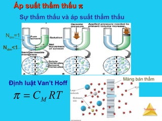 Solutions
Áp suất thẩm thấuÁp suất thẩm thấu ππ
Sự thẩm thấu và áp suất thẩm thấu
Định luật Van’t Hoff
RTCM=π
Ndm=1
Ndm<1
Màng bán thẩm
 