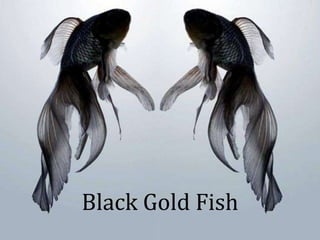 Black Gold Fish
 