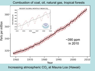 Increasing atmospheric CO 2  at Mauna Loa (Hawaii) Combustion of coal, oil, natural gas, tropical forests ~390 ppm in 2010 