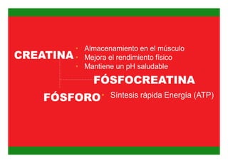 FÓSFORO
FÓSFOCREATINA
 