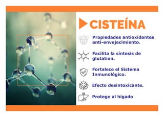 Facilita la síntesis de
glutation.
Propiedades antioxidantes
anti-envejecimiento.
Fortalece el Sistema
Inmunológico.
Efecto desintoxicante.
Protege al hígado
 