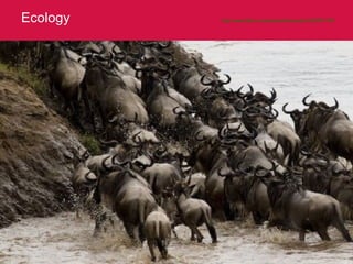 Ecology http://www.flickr.com/photos/brianscott/1382977476/   