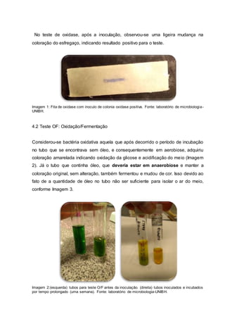 No teste de oxidase, após a inoculação, observou-se uma ligeira mudança na
coloração do esfregaço, indicando resultado positivo para o teste.
Imagem 1: Fita de oxidase com inoculo de colonia oxidase positiva. Fonte: laboratório de microbiologia-
UNIBH.
4.2 Teste OF: Oxidação/Fermentação
Considerou-se bactéria oxidativa aquela que após decorrido o período de incubação
no tubo que se encontrava sem óleo, e consequentemente em aerobiose, adquiriu
coloração amarelada indicando oxidação da glicose e acidificação do meio (Imagem
2). Já o tubo que continha óleo, que deveria estar em anaerobiose e manter a
coloração original, sem alteração, também fermentou e mudou de cor. Isso devido ao
fato de a quantidade de óleo no tubo não ser suficiente para isolar o ar do meio,
conforme Imagem 3.
Imagem 2:(esquerda) tubos para teste O/F antes da inoculação. (direita) tubos inoculados e incubados
por tempo prolongado (uma semana). Fonte: laboratório de microbiologia-UNIBH.
 