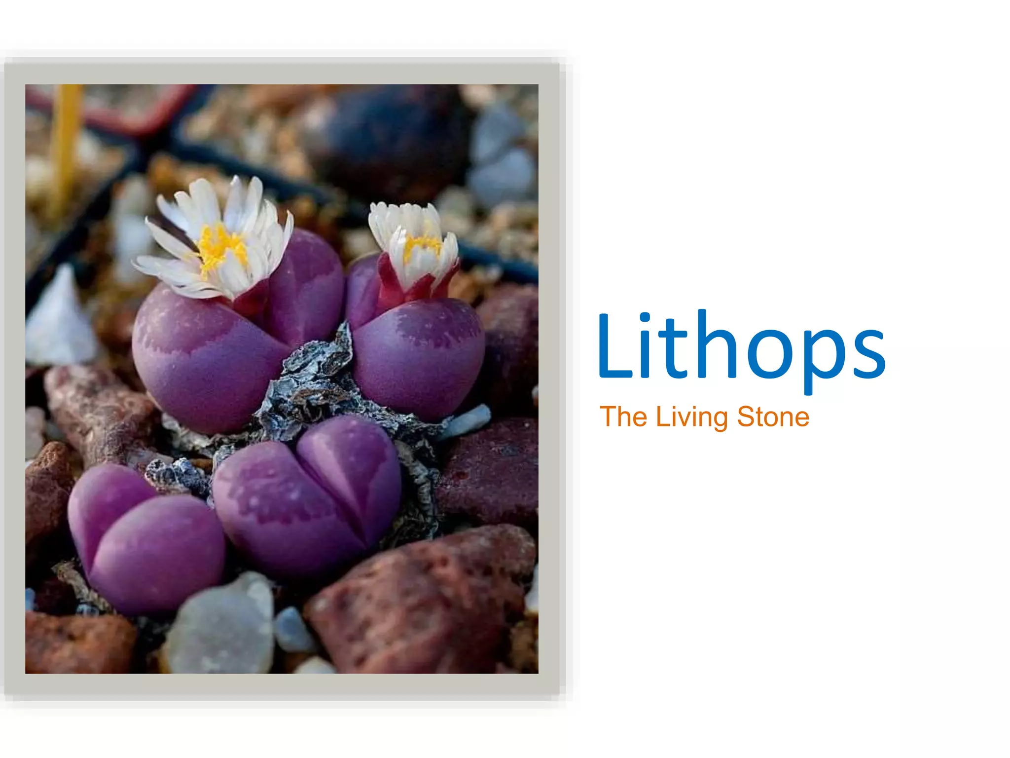Lithops the living stone | PPTX