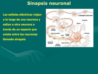 Sinapsis neuronal
Las señales eléctricas viajan
a lo largo de una neurona y
saltan a otra neurona a
través de un espacio que
existe entre las neuronas
llamado sinapsis
 