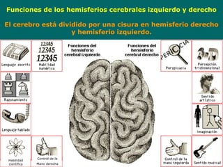 Funciones de los hemisferios cerebrales izquierdo y derecho
El cerebro está dividido por una cisura en hemisferio derecho
y hemisferio izquierdo.
Habilidad
científica
Control de la
Mano derecha
 