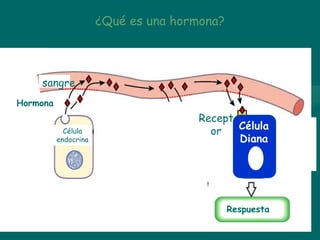Hormona
Célula
endocrina
Respuesta
¿Qué es una hormona?
Recept
or
sangre
Célula
Diana
 