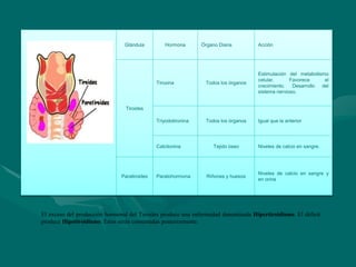 Glándula Hormona Órgano Diana Acción
Tiroides
Tiroxina Todos los órganos
Estimulación del metabolismo
celular. Favorece el
crecimiento. Desarrollo del
sistema nervioso.
Triyodotironina Todos los órganos Igual que la anterior
Calcitonina Tejido óseo Niveles de calcio en sangre.
Paratiroides Paratohormona Riñones y huesos
Niveles de calcio en sangre y
en orina
El exceso del producción hormonal del Tiroides produce una enfermedad denominada Hipertiroidismo. El déficit
produce Hipotiroidismo. Estas serán comentadas posteriormente.
 