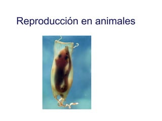 Reproducción en animales
 
