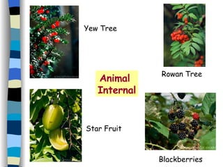 Animal  Internal Yew Tree Blackberries Star Fruit Rowan Tree 