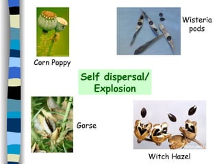 Self dispersal/ Explosion Corn Poppy Witch Hazel Wisteria pods Gorse 