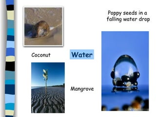 Water Coconut Mangrove Poppy seeds in a  falling water drop 