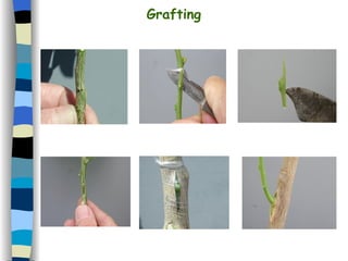 Grafting 