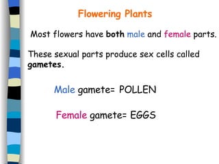 Flowering Plants Most flowers have  both   male  and  female  parts. These sexual parts produce sex cells called  gametes. Male  gamete= Female  gamete= POLLEN EGGS 
