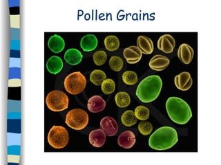 Pollen Grains 