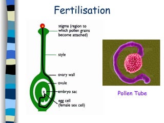 Fertilisation Pollen Tube 