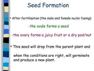 Seed Formation After fertilisation (the male and female nuclei fusing):  -the ovule forms a seed -the ovary forms a juicy fruit or a dry pod/nut This seed will drop from the parent plant and  when the conditions are right, will germinate  and produce a new plant. 
