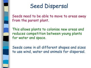Seed Dispersal Seeds need to be able to move to areas away from the parent plant.  This allows plants to colonise new areas and reduces competition between young plants for water and space. Seeds come in all different shapes and sizes to use wind, water and animals for dispersal. 