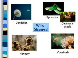 Wind  Dispersal Conebush Dandelion Honesty Sycamore Japanese  Maple 