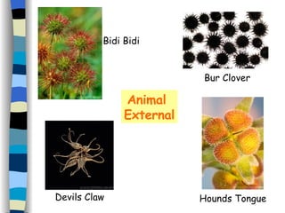 Animal  External Devils Claw Bur Clover Hounds Tongue Bidi Bidi 
