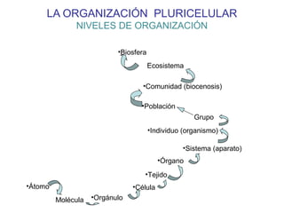 LA ORGANIZACIÓN PLURICELULAR
NIVELES DE ORGANIZACIÓN
•Biosfera
Ecosistema
•Comunidad (biocenosis)
•Población
Grupo
•Individuo (organismo)
•Sistema (aparato)
•Órgano
•Tejido
•Célula
•OrgánuloMolécula
•Átomo
 