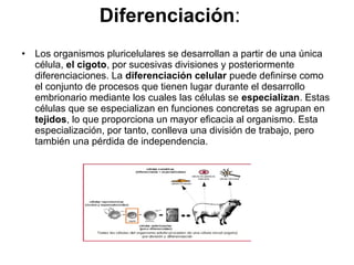 Diferenciación:
• Los organismos pluricelulares se desarrollan a partir de una única
célula, el cigoto, por sucesivas divisiones y posteriormente
diferenciaciones. La diferenciación celular puede definirse como
el conjunto de procesos que tienen lugar durante el desarrollo
embrionario mediante los cuales las células se especializan. Estas
células que se especializan en funciones concretas se agrupan en
tejidos, lo que proporciona un mayor eficacia al organismo. Esta
especialización, por tanto, conlleva una división de trabajo, pero
también una pérdida de independencia.
 