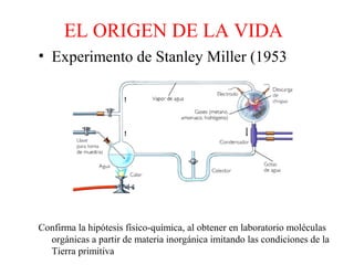 EL ORIGEN DE LA VIDA
• Experimento de Stanley Miller (1953)
Confirma la hipótesis físico-química, al obtener en laboratorio moléculas
orgánicas a partir de materia inorgánica imitando las condiciones de la
Tierra primitiva
 