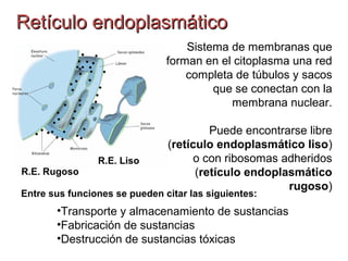 RIBOSOMASRIBOSOMAS
Todas las células de los
organismos vivos contienen
ribosomas, que son pequeñas
estructuras distribuida...