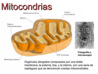 MITOCONDRIAS
MITOCONDRIA
Membrana
externa
Membrana
interna
Crestas
Espacio
Inter-
membrana
Matriz
 