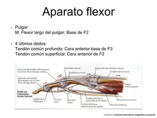 Aparato flexor
• Pulgar:
M. Flexor largo del pulgar: Base de F2
• 4 últimos dedos:
Tendón común profundo: Cara anterior base de F3
Tendón común superficial: Cara anterior de F2
A. Bouchet. Anatomía Descriptiva, topográfica y funcional
 