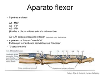 Aparato flexor
Netter - Atlas de Anatomía Humana 4ta Edición
• 5 poleas anulares
A1 - MCF
A3 - IFP
A5 - IFD
(Atadas a placas volares sobre la articulación)
A2 y A4 poleas críticas de reflexión (depende la mayor flexión activa)
• 4 poleas cruciformes “acordeón”
Evitan que la membrana sinovial se vea “trincada”
• “Cuerda de arco”
 