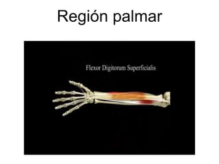 Región palmar
 