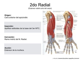 Origen:
Cara anterior del epicóndilo
Inserción:
Apófisis estiloides de la base del 3er MTC.
Inervación:
Rama motriz del N. Radial.
Acción:
Extensor de la muñeca.
2do Radial
(Extensor radial corto del carpo)
A. Bouchet. Anatomía Descriptiva, topográfica y funcional
 