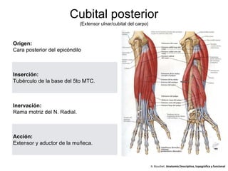 Cubital posterior
(Extensor ulnar/cubital del carpo)
Origen:
Cara posterior del epicóndilo
Inserción:
Tubérculo de la base del 5to MTC.
Inervación:
Rama motriz del N. Radial.
Acción:
Extensor y aductor de la muñeca.
A. Bouchet. Anatomía Descriptiva, topográfica y funcional
 