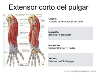 Extensor corto del pulgar
Origen:
⅓ medio de la cara post. del radio.
Inserción:
Base de F1 del pulgar.
Inervación:
Rama motriz del N. Radial.
Acción:
Extensor de F1 del pulgar.
A. Bouchet. Anatomía Descriptiva, topográfica y funcional
 