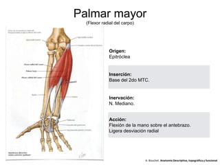 Palmar mayor
(Flexor radial del carpo)
Origen:
Epitróclea
Inserción:
Base del 2do MTC.
Inervación:
N. Mediano.
Acción:
Flexión de la mano sobre el antebrazo.
Ligera desviación radial
A. Bouchet. Anatomía Descriptiva, topográfica y funcional
 