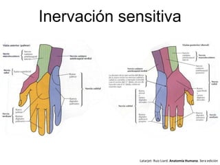 Inervación sensitiva
Latarjet- Ruiz Liard. Anatomía Humana. 3era edición
 